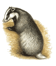 borsuk
