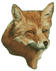 lis