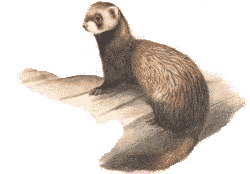 tchorz1