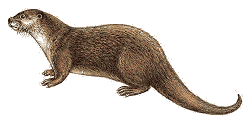 wydra