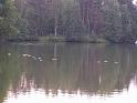 wianki2006_17